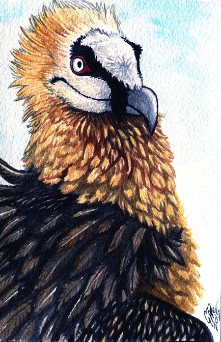 Lammergeier by twapa