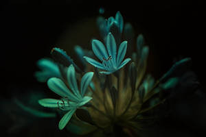 The Blues by Canankk The Blues by Canankk