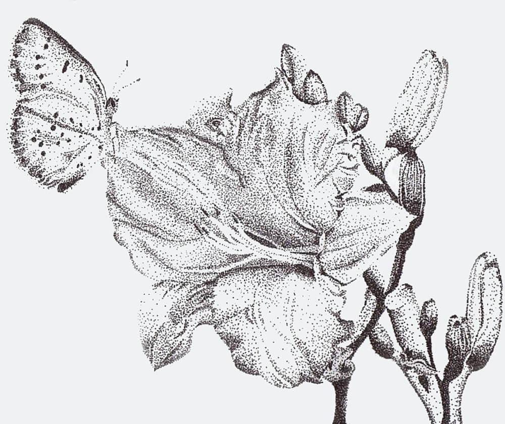 Stippled Flower by leftinthemiddle