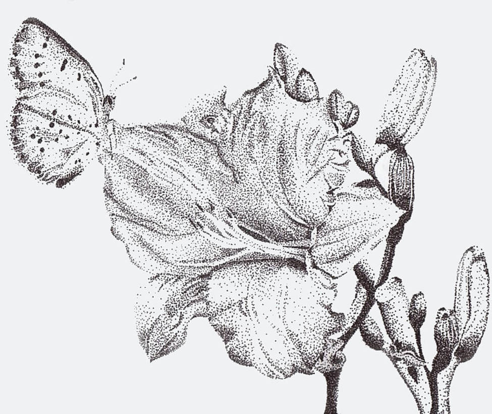 Stippled Flower by leftinthemiddle