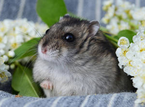 Adorable hammie by Panda-kiddie Adorable hammie by Panda-kiddie