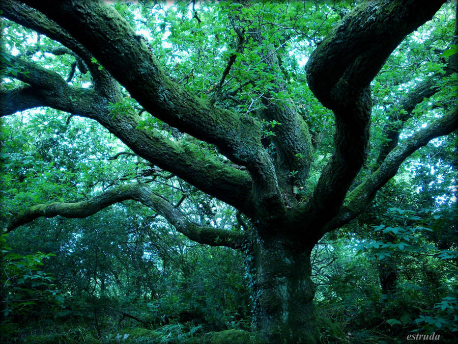the great oak by Estruda