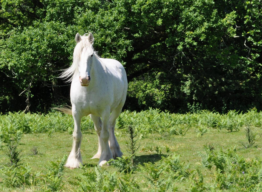 The White Shire Horse 2a By Estruda On Deviantart The White Shire Horse 2a By Estruda