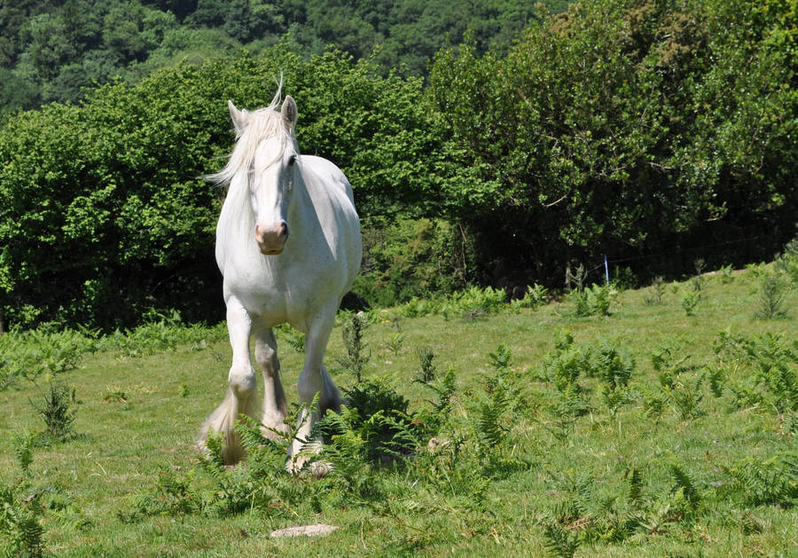 The White Shire Horse 4 By Estruda On Deviantart The White Shire Horse 4 By Estruda