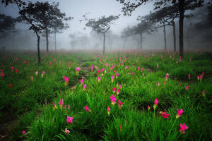 Siam Tulip by porbital