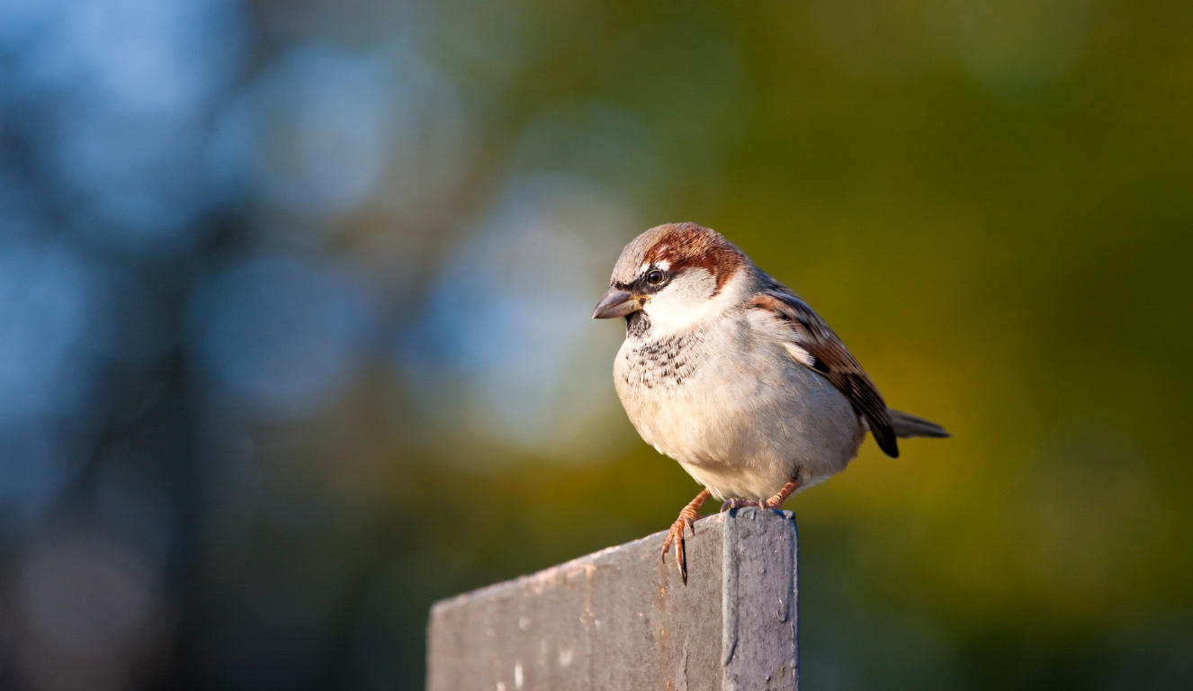 Birdy birdy2 by Alandil-Lenard