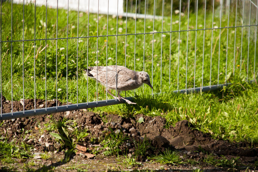 Young Gull by Datasmurf