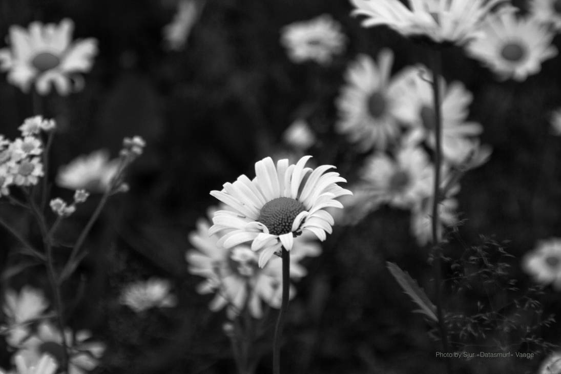 Leucanthemum vulgare (b/w) by Datasmurf