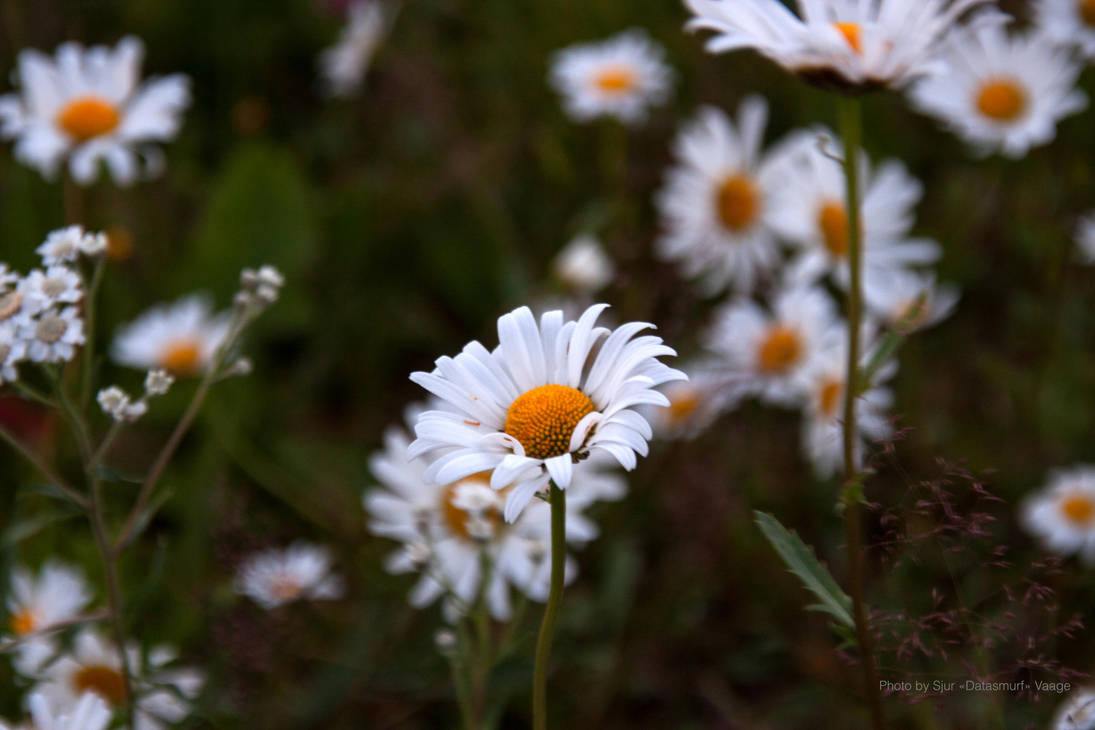 Leucanthemum vulgare (colours) by Datasmurf