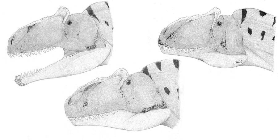 The Many Faces of Allosaurus fragilis by pilsator on DeviantArt