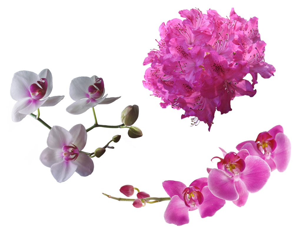 Stock Flowers2 by IgnisFatuusII