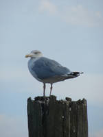 Watchful seagull by Cyklopi