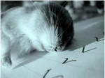 Against animal testing by goudlokje