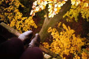 falling leaves by Rona-Keller