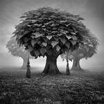 Forgotten woods. by Alshain4