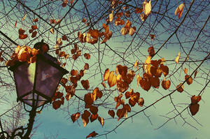 Autumn - 6 by DaphneWolfsong Autumn - 6 by DaphneWolfsong
