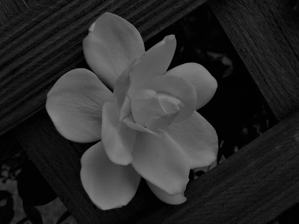 Nothing more than a gardenia by Naturevulpex
