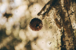 Tetragnatha Kingdom II by ValeriyaSegal