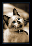 Calista by ewm