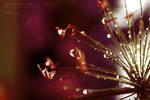 Rainy Season_Water Drops 8 by Aschiontry