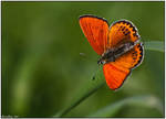 Lesser Fiery Copper by AimishBoy