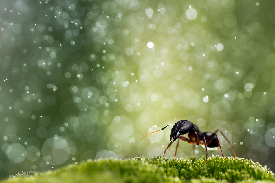 Life Inside A Snow Globe by AimishBoy