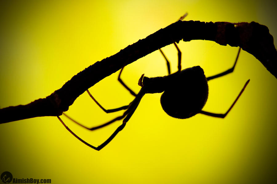 The Widow by AimishBoy The Widow by AimishBoy