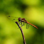 Libelle by L-Netz