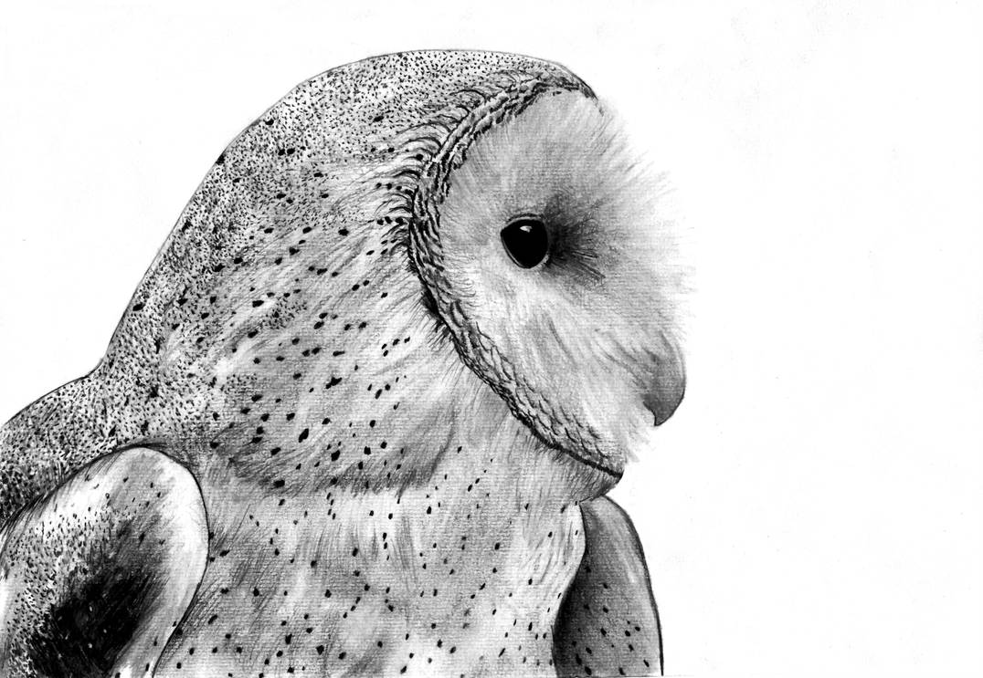 Barn Owl by skoppio