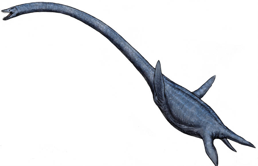 Elasmosaurus sp. by Ashere