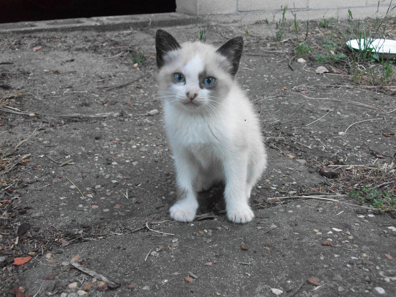 Spotty Kitty by aeli9