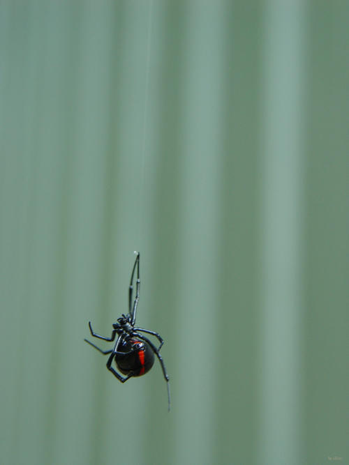 Black widow by InKibus