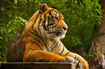 Sumatran Tiger 3 by andy1349