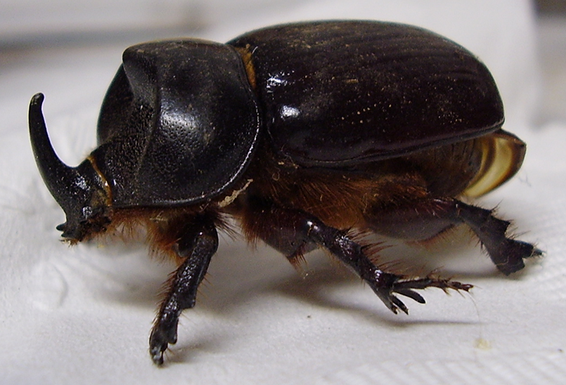 Preserved Rhinocerous Beetle by tygerwulf
