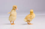 What the Duck 2 by deathbycanon-stock
