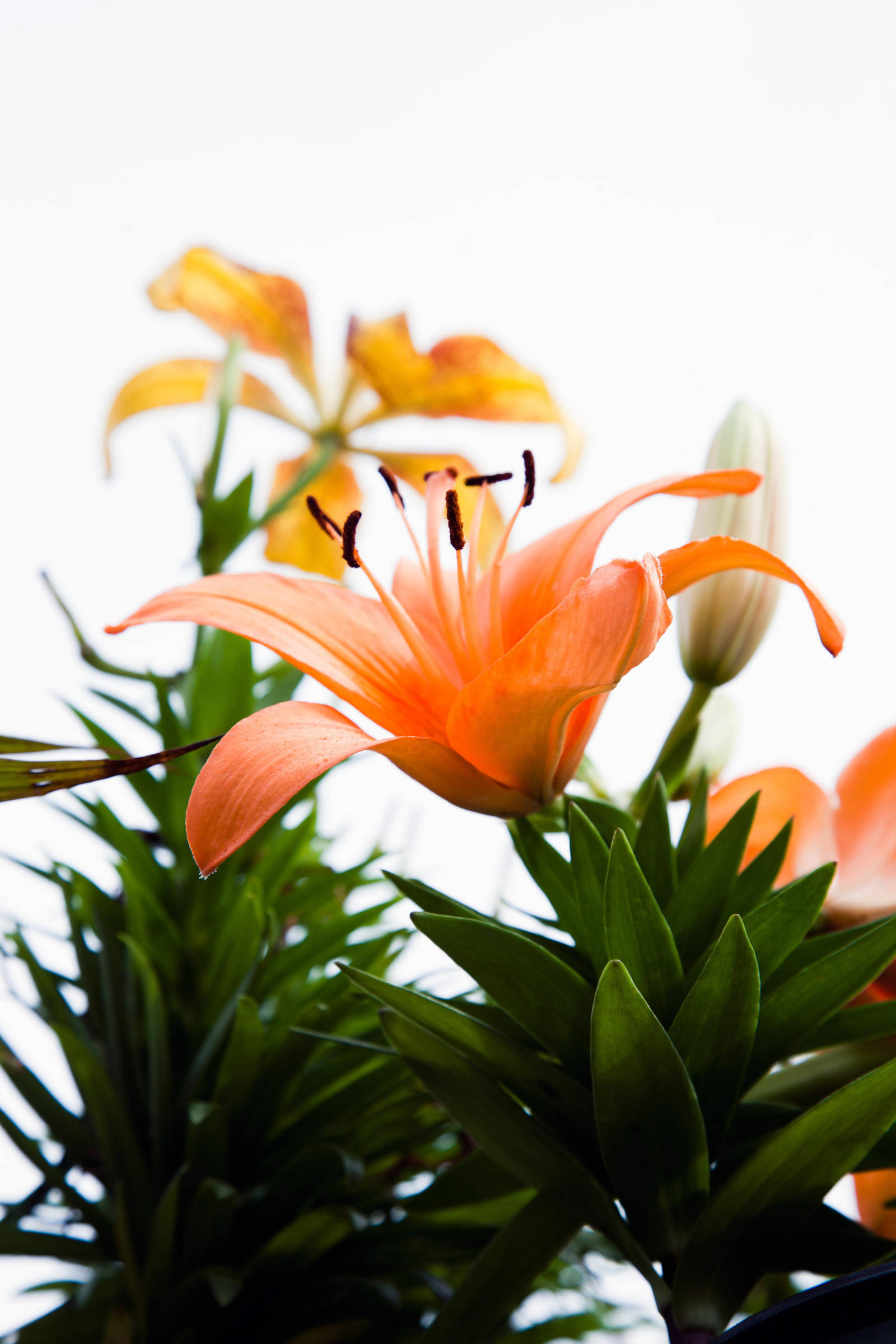 Orange Hybrid Lily on a Dreary Day by richardxthripp