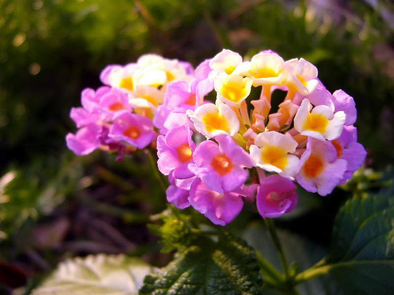 Pink And Yellow Flowers By Richardxthripp On Deviantart Pink And Yellow Flowers By Richardxthripp