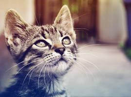 D i n k y by kannus-maoo