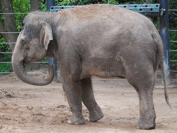 Elephant stock 2 by HymnsStock
