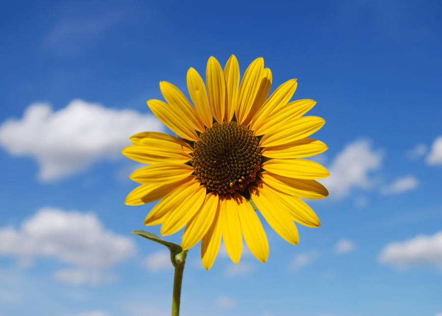 Sunflower on blue sky by Stock-by-Kai
