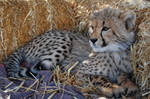 Cheetah Cub by Princesscookie