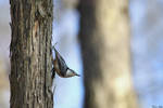 Tree Crawler by mydigitalmind