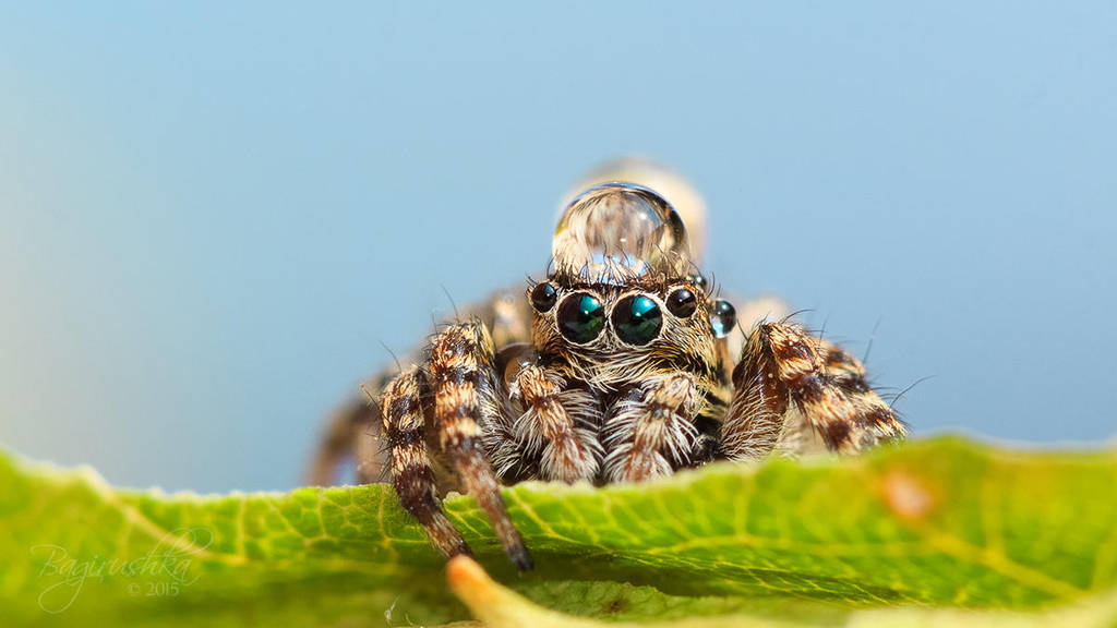 Jumping Spiders with Water Droplets as Hats favourites by danlev on