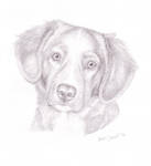 Toller pup by Cutewolf