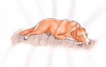 Sleeping Toller by Cutewolf