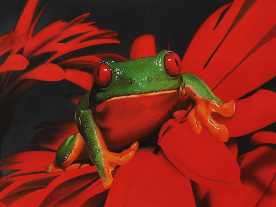 Red-eyed tree frog DRAWING by Marcello Barenghi by marcellobarenghi