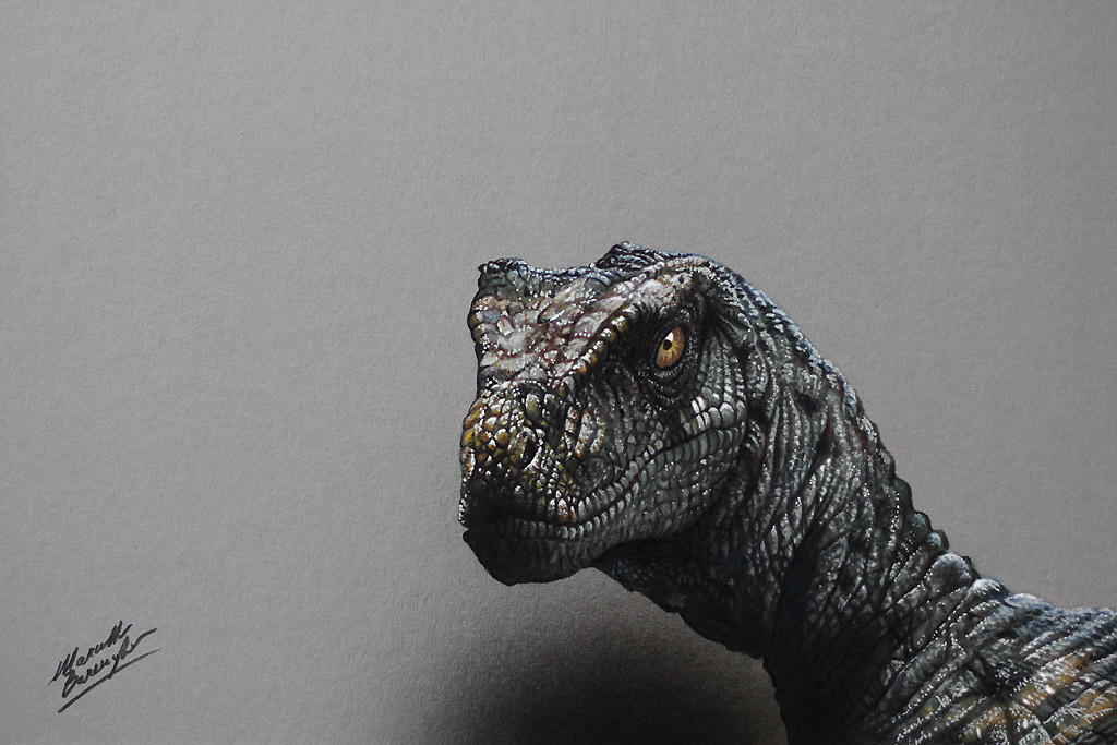 Velociraptor DRAWING by Marcello Barenghi by marcellobarenghi