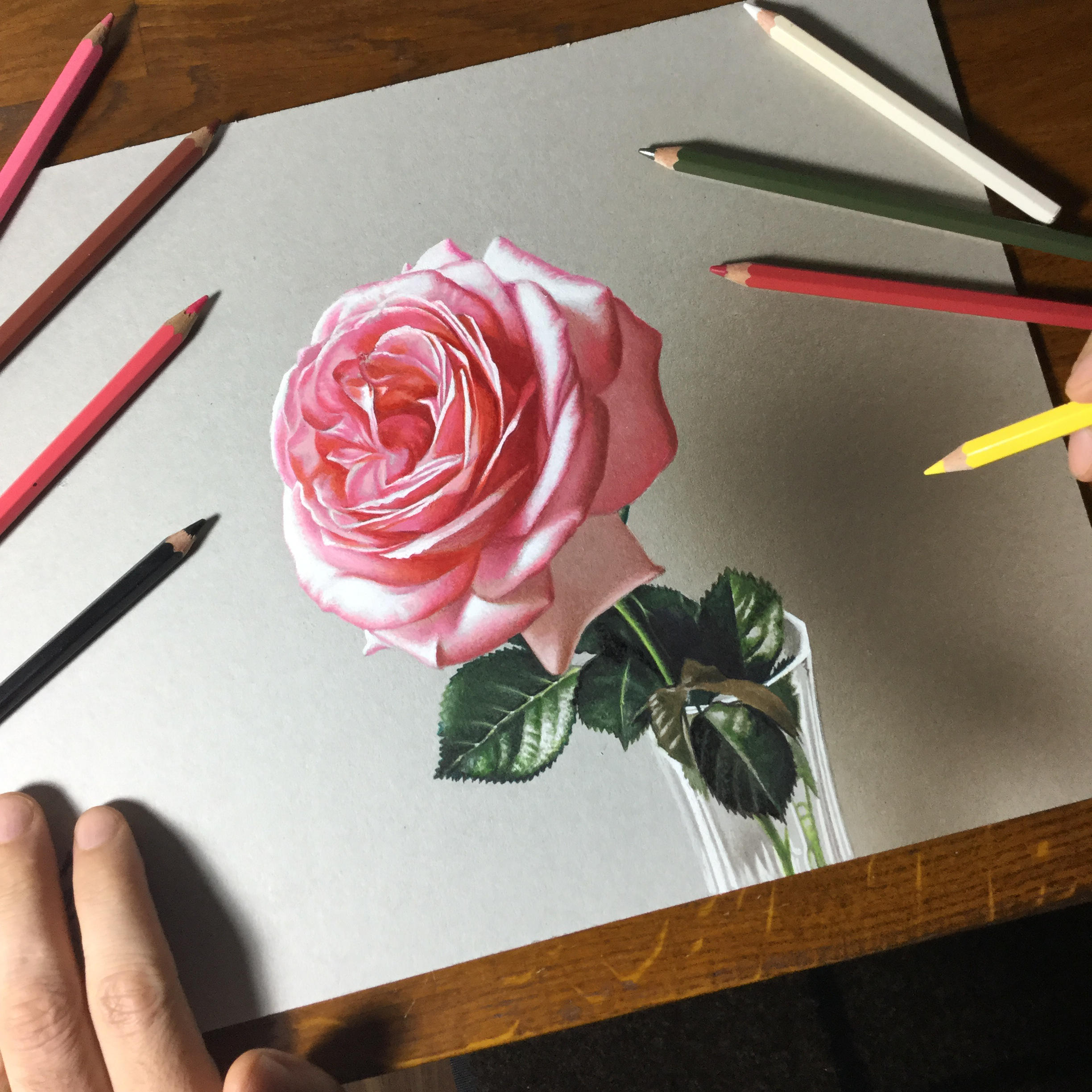 rose drawing rose drawing