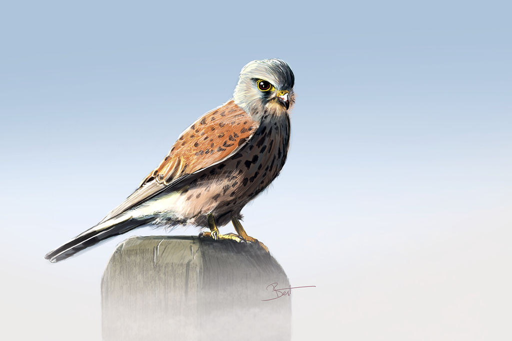 Kestrel in the morning. by BertVanWaes Kestrel in the morning. by BertVanWaes
