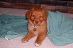 Retriever by radiologiic